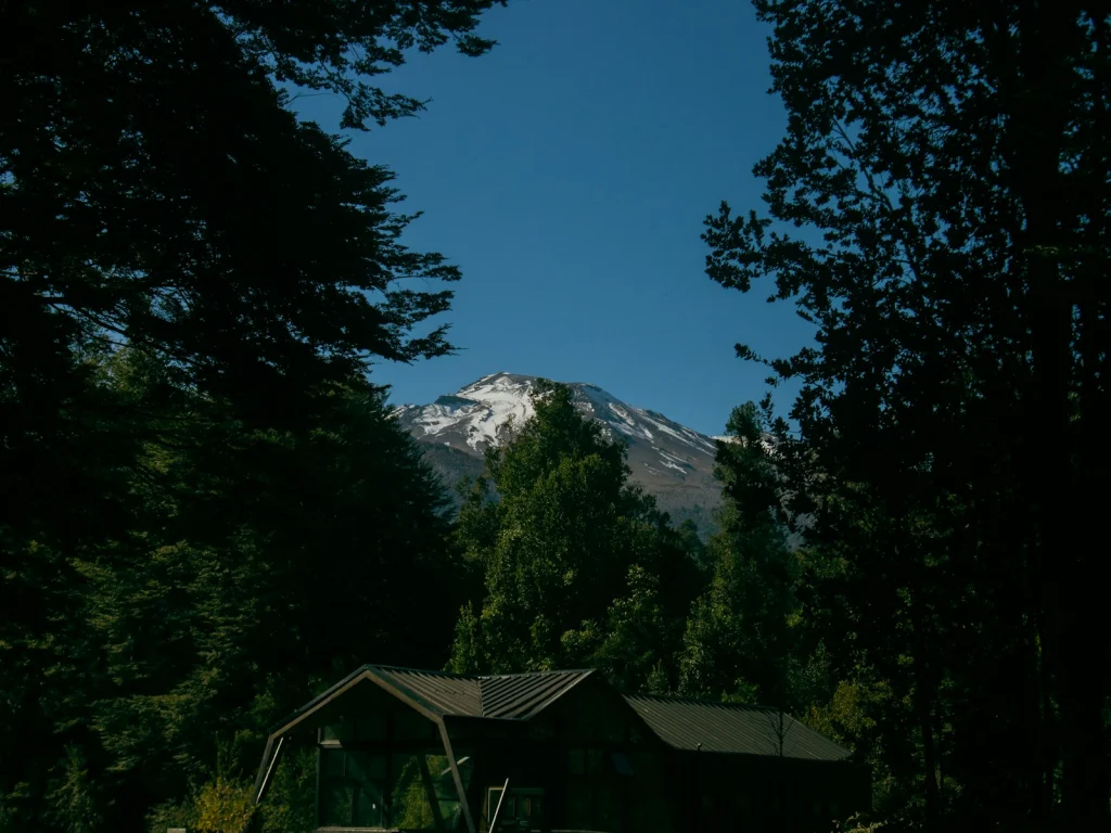 Entre el bosque y la cordillera