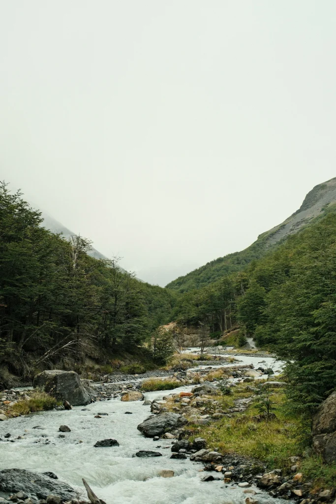 Río entre bosques de lenga en un valle con neblina